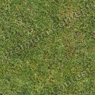 photo texture of grass seamless 0001